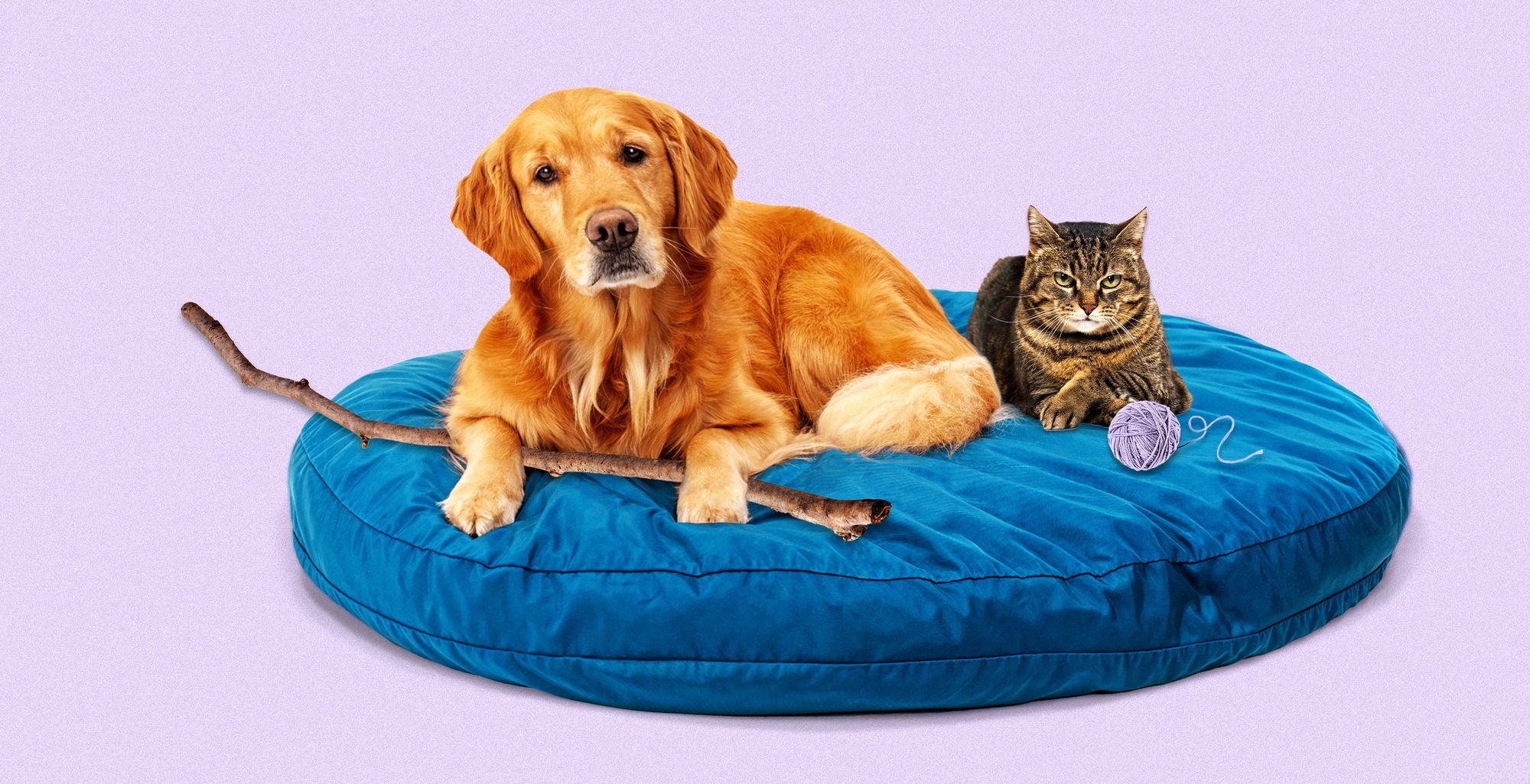 Tail-Wagging Treasures: Discover Our Pawsome Pet Collection for Your Furry Friends!